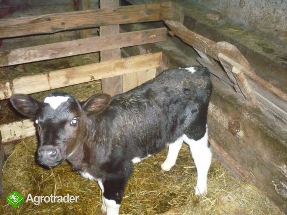 cieliczka czarno-biała HF od bardzo dobraj krowy! - zdjęcie 1