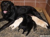 Labrador Retriever szczeniaki z rodowodem