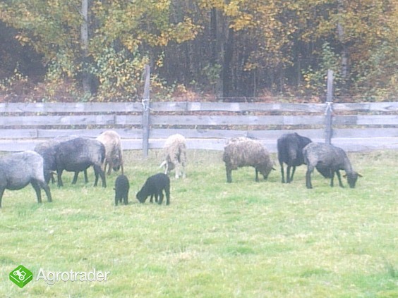 Owce wrzosówki