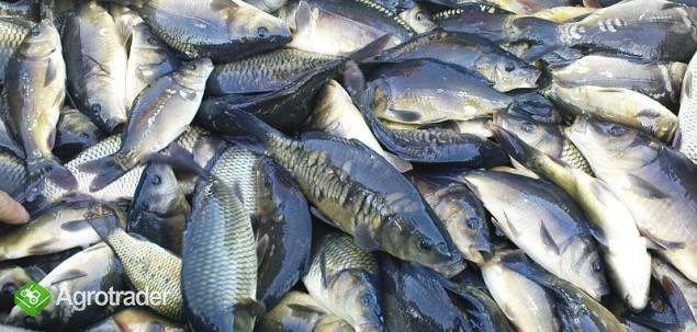 ZSR CKP BIałystok sprzedaje ryby z własnej hodowli