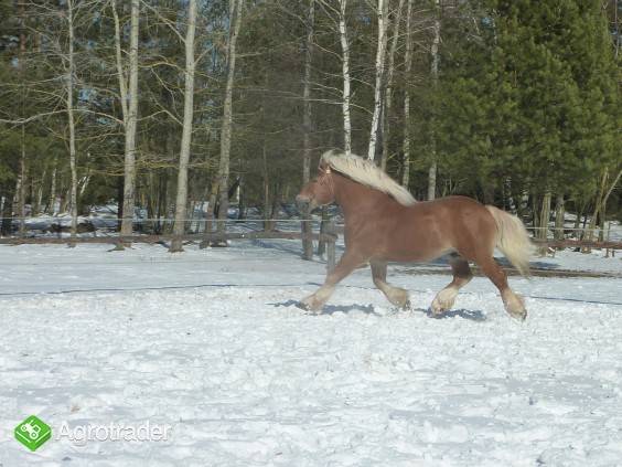 Konie ogier zimnokrwisty sokólski - zdjęcie 2