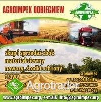 Firma AGROIMPEX kupi każdą ilość ŻYTA