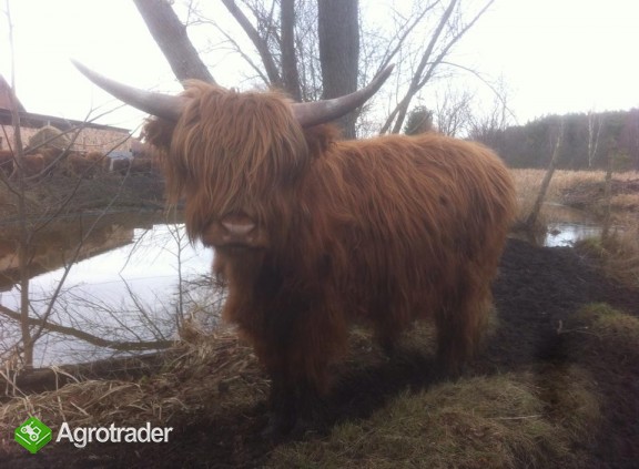 Byk Highland Cattle, szkockie wysokogórksie