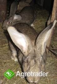 Sprzedam króliki - 2 samce i samicę - zdjęcie 1