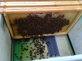 Odkłady pszczele, matki