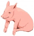 Kupię żywiec wieprzowy świnie prosięta warchlaki