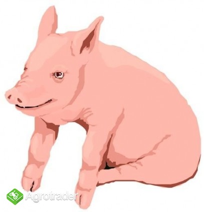 Kupię żywiec wieprzowy świnie prosięta warchlaki