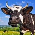 Jałówki cielne, krowy mleczne HF- Dania , Niemcy !!! 