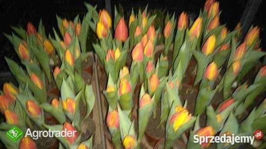 Narcyzy krokusy tulipany hiacynty - zdjęcie 1
