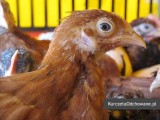Kurczęta odchowane kury kokoszki Świętokrzyskie Starachowice Mirzec 