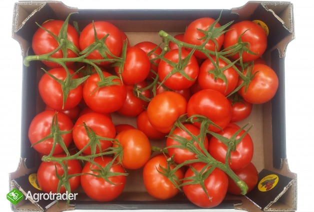 Sprzedamy pomidory - zdjęcie 1