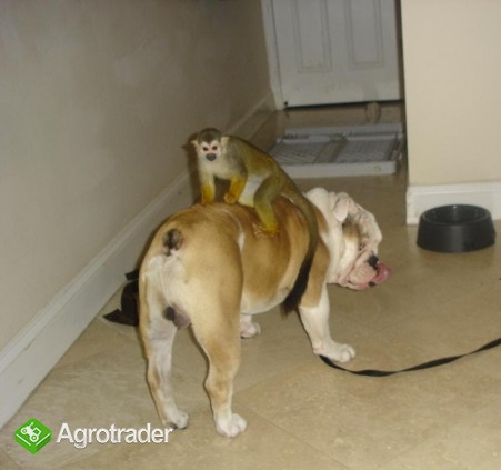Wspaniałe urocze małpy Capuchin do adopcji