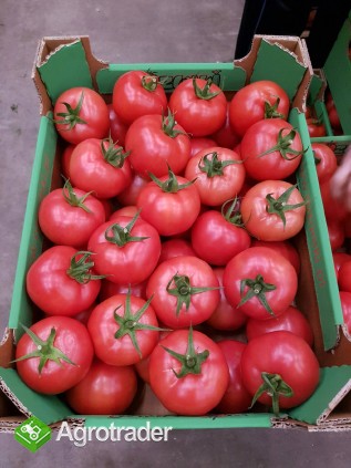 Pomidor śliwka, malina i czerwony - zdjęcie 1