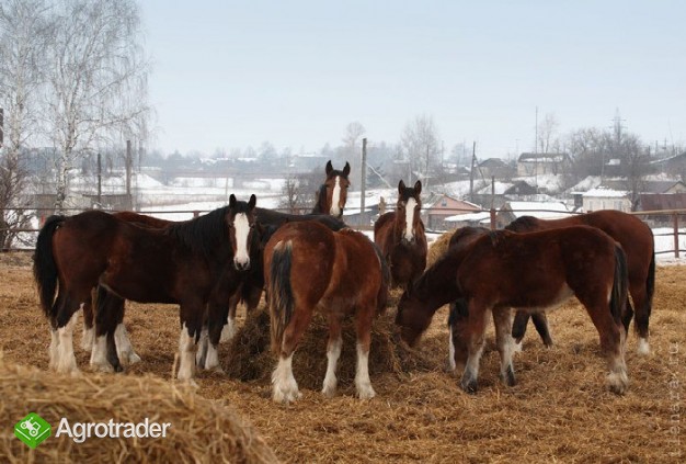 Ukraina. Konie, zwierzeta hodowlane, ogiery, klacze,siwe rysaki 900zl