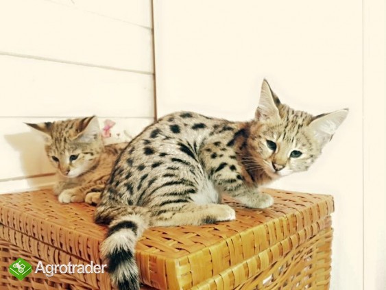 Dostępne są koty Serval i Savannah, Caracal i Ocelot. - zdjęcie 2