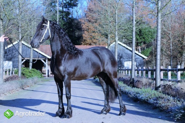 Na sprzedaż konie, klacz fryzyjska, 4 lata - zdjęcie 2