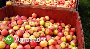 Kupię jabłka przemysłowe 
