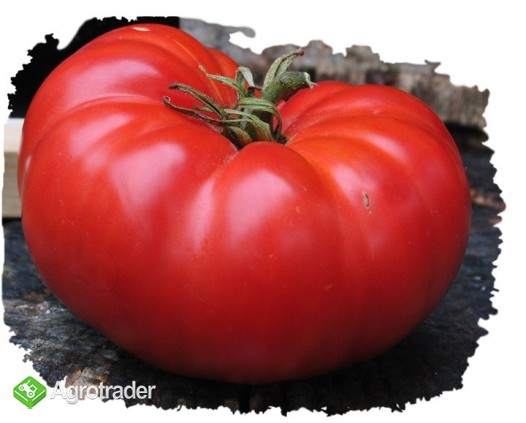 Pomidor pomidory nasiona Duma Syberii malinowe 700 odmian  - zdjęcie 4