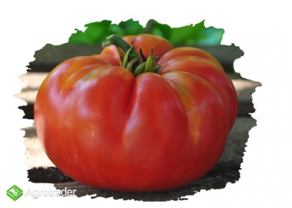 Pomidor pomidory nasiona Duma Syberii malinowe 700 odmian  - zdjęcie 5
