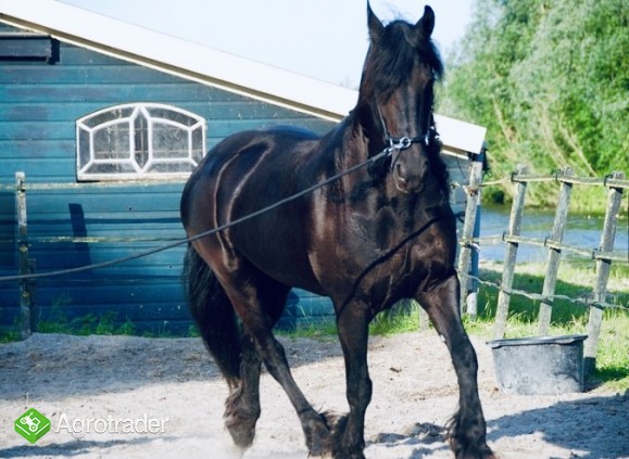 Koń fryzyjski na sprzedaż, dostępny teraz - zdjęcie 2