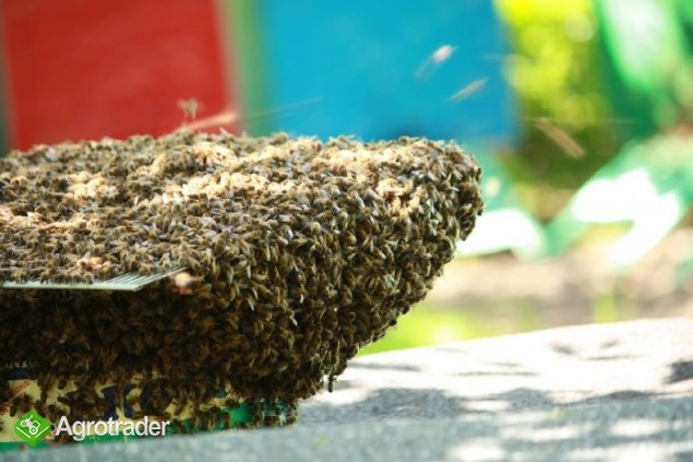Sprzedam pszczoły w ulu warszawskim  - zdjęcie 4