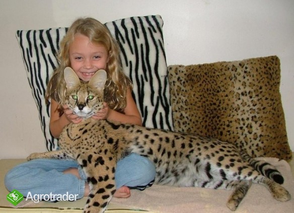 Savannah and Serval kiitens for sale