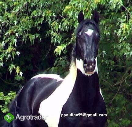 Piękne białe i czarne Pinto Ogier konia do przyjęc - zdjęcie 1