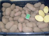 ziemniaki sprzedam