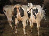 krowy, jałówki cielne HF - STADO NA SPRZEDAŻ