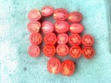 doskonałej jakości pomidory gruntowe