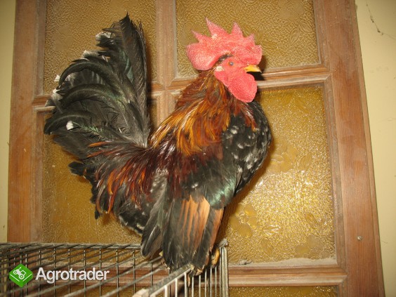 Jaja lęgowe, koguty, kury, chabo, silki, pawłowskie, czubatki, seramy - zdjęcie 7