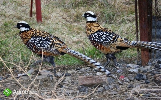 Bażanty Królewskie - zdjęcie 1