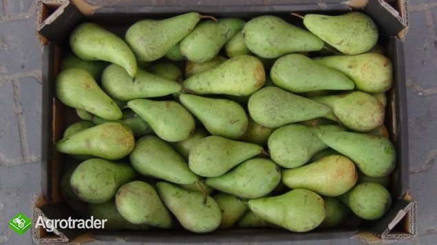 SPRZEDAM JABŁKO BOSCOP Z KA