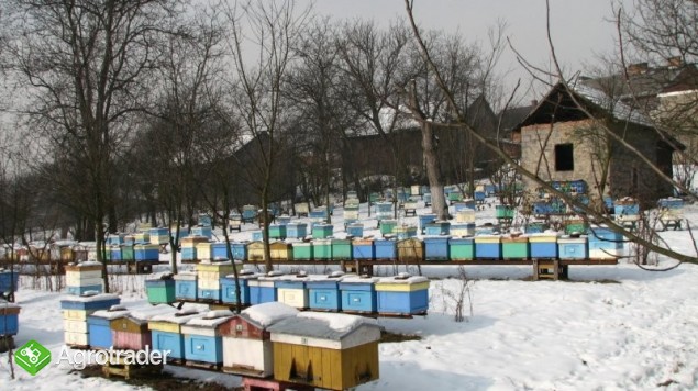 ODKŁADY PSZCZELE 2014