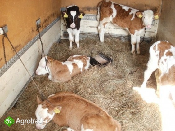 sprzedam byczki i jałóweczki - zdjęcie 1