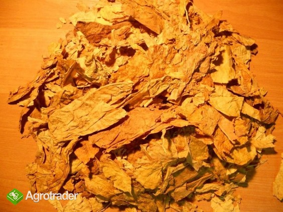 iście strips barley blend mix jakość najlepsza - zdjęcie 1