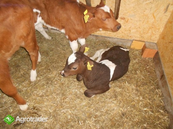W CIĄGŁEJ SPRZEDAŻY BYCZKI MIĘSNE