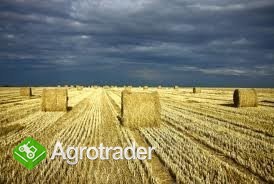 SPRZEDAM SŁOMĘ 2012!!!!