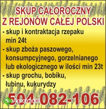 kupię pszenicę , owies