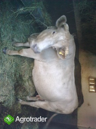 Sprzedam 2 śliczne krówki cielne rasy charolaise T