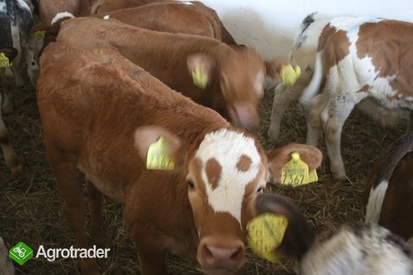 Sprzedaż Cieląt Ras- Simental, Belgian Blue, Lim.. - zdjęcie 1