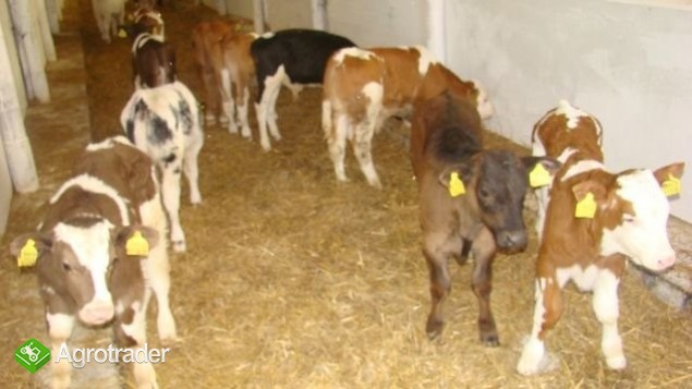 Sprzedaż Cieląt...Mięsnych... - zdjęcie 1