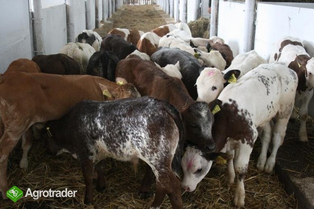Sprzedaż Cieląt Mięsnych Belgian Blue, Siment.... - zdjęcie 1