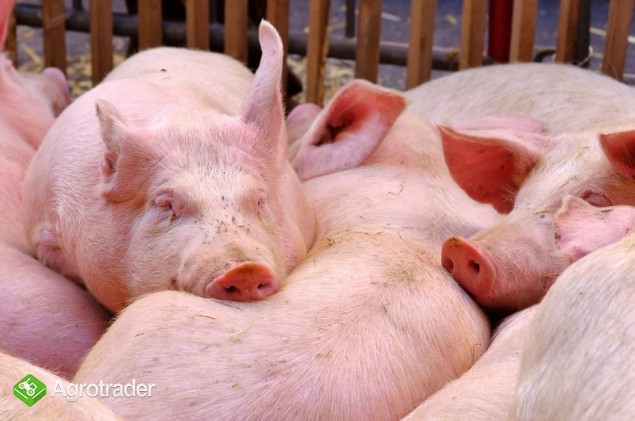 Skup Trzody Chlewnej