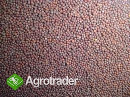 Sprzedam gorczycę czarną i białą