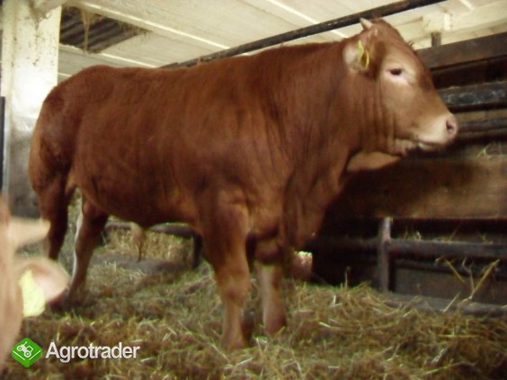 SPRZEDAM Byki odsadki rasy Limousine czystorasowe.