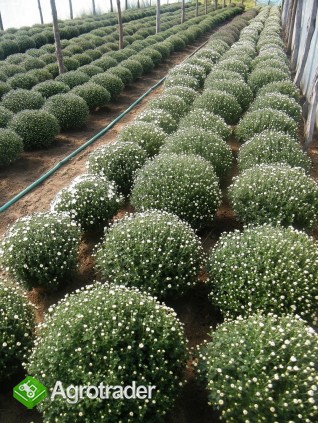 CHRYZANTEMY - SANDOMIERZ