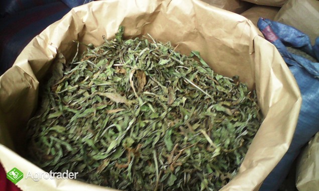 Babka lancetowata liść suszony - zdjęcie 1