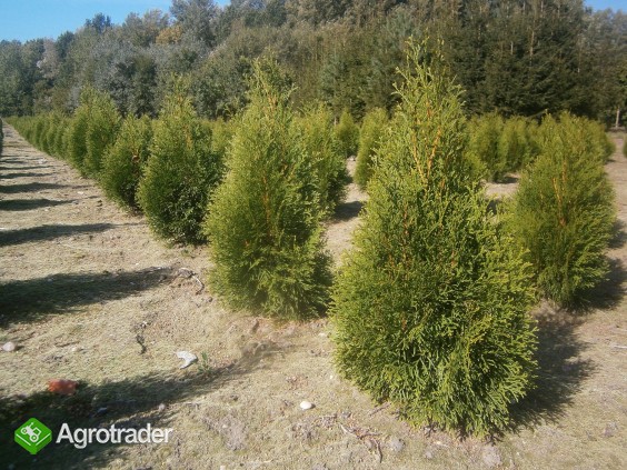 Thuja Smaragd Szmaragd 60 cm z gruntu