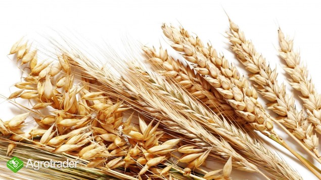 Otręby pszenne kupię